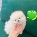 파밀리에드마스코타 천안두정점 천안강아지분양 천안고양이분양 이미지