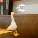 묘담네일