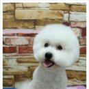 몽실이 이미지