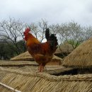 낙안풍경 이미지