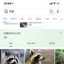 너구리굴 이미지