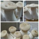 쏭쏭이네 이미지
