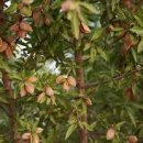 아몬드(Almond)