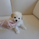 인천강아지분양 홍스퍼피 본점 이미지