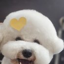 더 스마일독 이미지