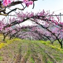 (주)복사꽃사람들 이미지