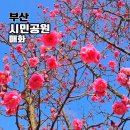 세븐일레븐 부산시민공원로점 | 부산 홍매화 꽃 개화 시작했어요 부산시민공원 실시간 가볼만한곳