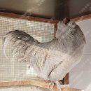 성조농장 이미지