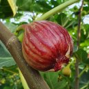 해남농장 이미지