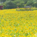 태백특산물카페사업 | 강원도 태백 해바라기 축제 예약하기 | 2025 구와우 마을 가볼만한곳 총정리
