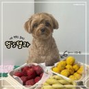 멍's텔라 | [멍’s텔라]대구 펫푸드클래스 원데이클래스 후기 / 강아지 수제간식 전문점