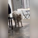 레인보우 씨드