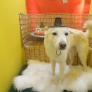 사람과 애견 이미지