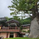 고당봉 표석비 | 서울촌뜨기들의 부산 금정산 초보코스 등산 후기(범어사~고당봉~북문)