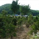 수지침(야간) 이미지