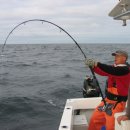 bluefin jigging and popping in Cape Cod 09-30-2009 이미지