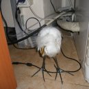 포천대신동물병원 이미지