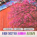 생연음식문화특화거리 | 서울 매화 명소 봉은사 홍매화 실시간 개화율 방문후기