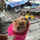 볕뉘