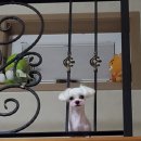 에이치독 트리밍 이미지