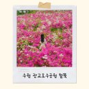 철쭉공원 | 광교호수공원 철쭉길 산책 후기, 조용하고 평화로워요