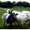 대산가축 이미지