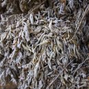 어남약쑥 이미지