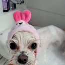 보라애견미용실 이미지