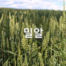 밀알 이미지