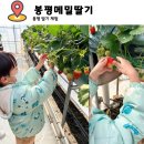 봉평농장 | 봉평딸기체험 아이가 더 좋아한 평창아이랑갈만한곳 딸기체험후기