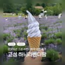 (주)정원팜 | 🪻 고성 여행 / 2026 고성 라벤더 축제 / 고성 하늬라벤더팜 실시간 개화 / 고성 하늬팜랜드