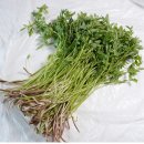 청정미나리영농조합 이미지