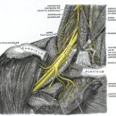 Re:Re: brachial plexus injury 이미지