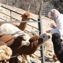 원그린목장 이미지