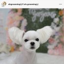 웰니스 펫뷰티 이미지