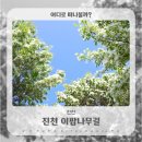 진천대교 밑 자전거도로 | 충청도 가볼만한곳 5월의 눈꽃 진천 이팝나무길 (이팝나무 명소)