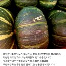 (종료)홍천 고냉지 보우짱밤호박 소량 주문 받습니다 이미지