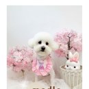 모들펫살롱 이미지