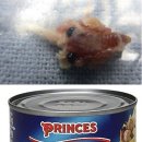 참치참치바다