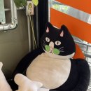비굳커피