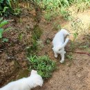 선산퇴비 이미지