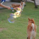 스테이 밭 이미지