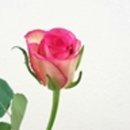 아이린플라워 이미지