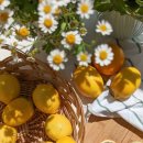 도라(Dora) 이미지