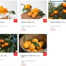 [꿀라봉 컴퍼니] 제주 감귤 주문! 귤 배송 추천