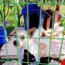 쌍문동덕선이네 | 강원도 강릉 정감이능이백숙