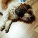 예일동물병원 | 강아지 눈 충혈, 염증이 났나봐요.. 신림 24시 러브펫동물병원 예일동물병원