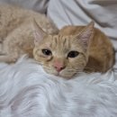 양주 온 동물병원 이미지