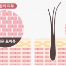 꼬뱅 이미지