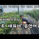 끼륵이 의 전원일기.장마철고추밭 이미지